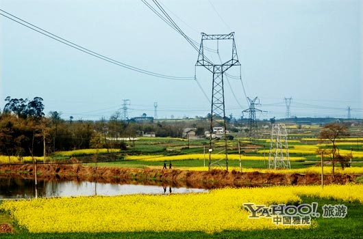 　　三月是川西平原油菜花盛开的季节。(图片来源:CFP)