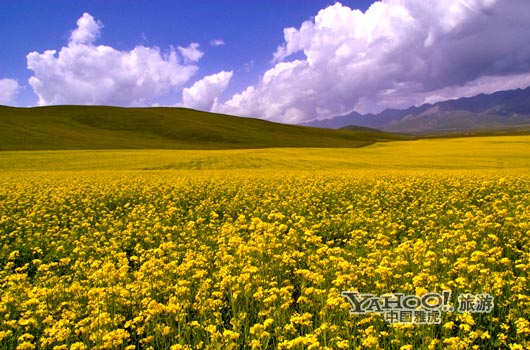 　　青海门源的油菜花景色甚为壮观,十足的西部风味。(图片来源:CFP)