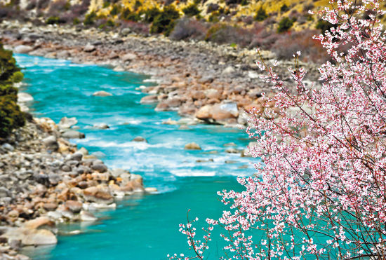 　　川藏公路旁的尼洋河边,桃花盛开