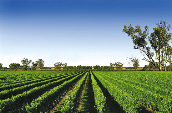 　　南澳洲的葡萄栽培地
