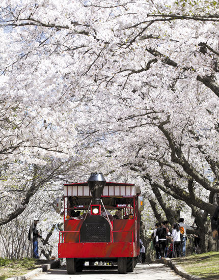 　　游览车行驶在加拿大多伦多高地公园,载着游客观赏樱花