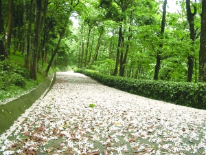 体验浪漫桐花祭 宝岛春日的湖光山色