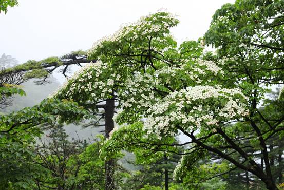 四照花开满树,赏花正当时