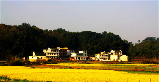 “醉美”大坪:葵花盛开 山花烂漫