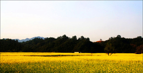 “醉美”大坪:葵花盛开 山花烂漫