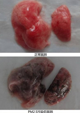 微博中的对比图片