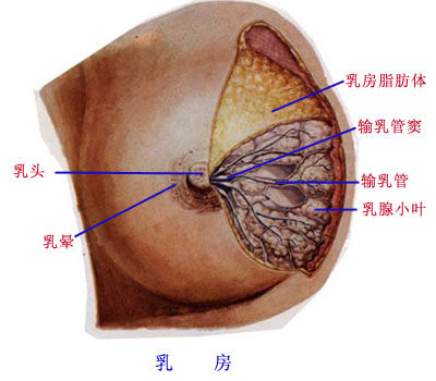 别再迷恋“吃木瓜丰胸”的神话