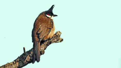 候鸟迁徙引市民关注 网友：保护鸟类要先了解它们