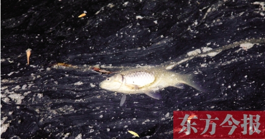 五月九日，郑州帝湖，漂在黑色的湖面上的死鱼
