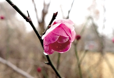 润梅报春。昨日，碧沙岗公园刚刚进入花期的红梅花看上去无比娇嫩，惹人爱怜。