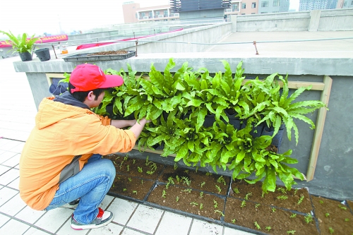 《河南屋顶绿化》将颁布实施 新规给出“技术指导”