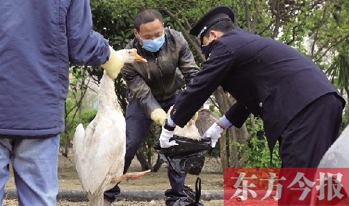 郑州小区清理家禽