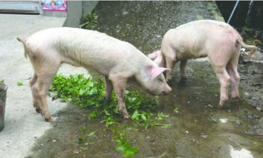宝兴县雪山村，昨日救出的两头“猪坚强” 宝兴县文广新局供图