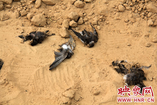地上躺着几只燕子的尸体。
