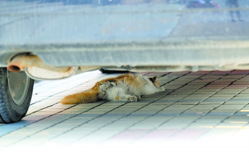 躲清凉，一只猫趴在汽车底下“避暑”。