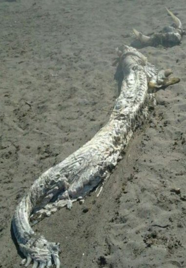 西班牙海滩现神秘“海怪”尸体 体长4米(图)