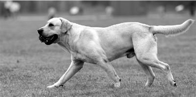 养犬限高35厘米一旦实施，拉布拉多、金毛等大型犬将被禁养。