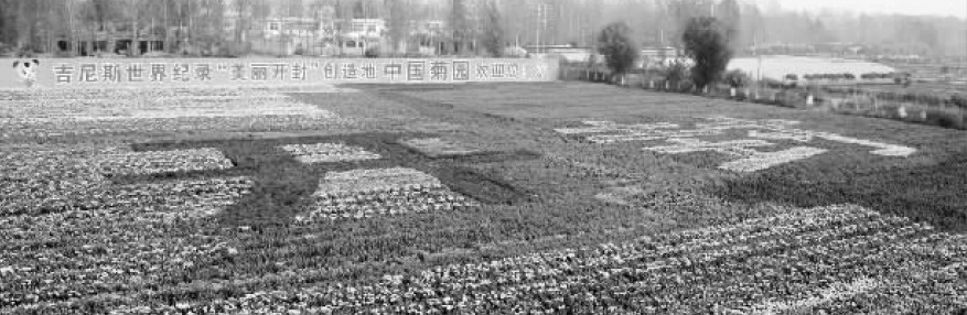 开封创出“世界最大菊花毯”