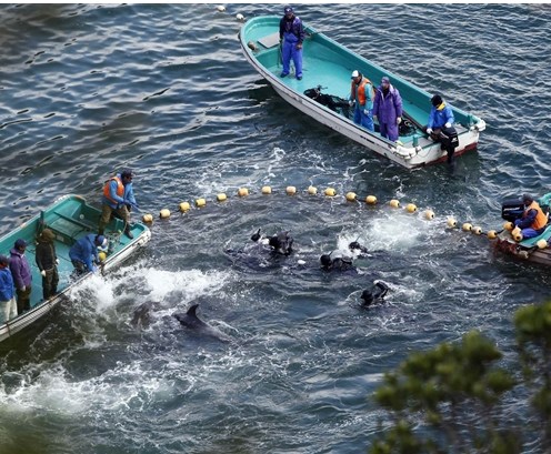 图为当地渔民正在把海豚赶入屠杀圈内。