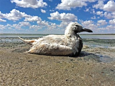 死去的鸟儿达到200多只，还有鸟儿在湖边淤泥中挣扎着。