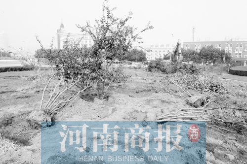 树木迁移，是为郑州地铁5号线施工做准备　河南商报记者 邓万里/摄