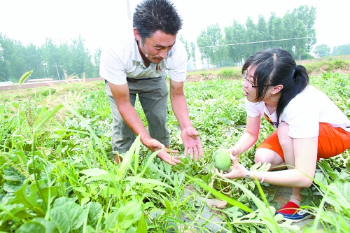 　　记者跟随瓜农冒着酷暑，在瓜田里为瓜秧掐去多余的杈。