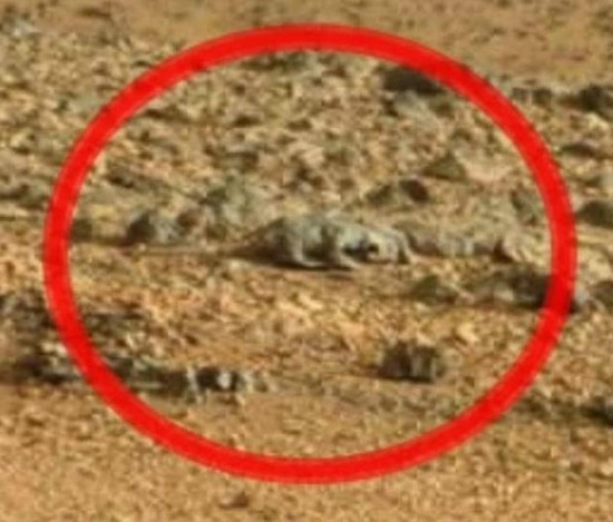 火星照片发现巨大啮齿动物