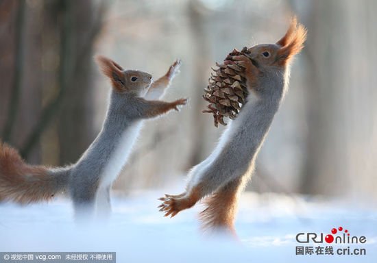 松鼠雪中争抢食物