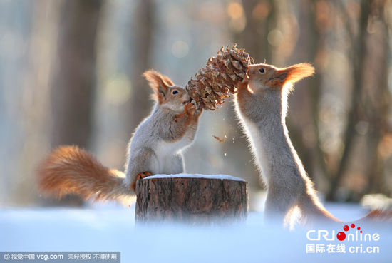 松鼠雪中争抢食物