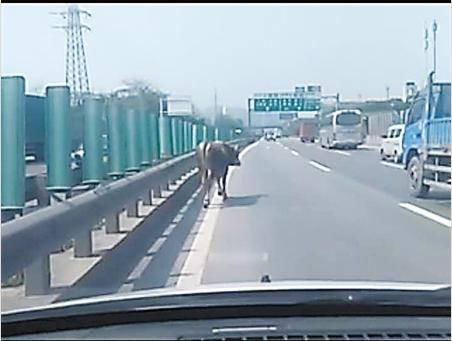 黄牛在高速路上悠闲“散步” 渝北警方供图