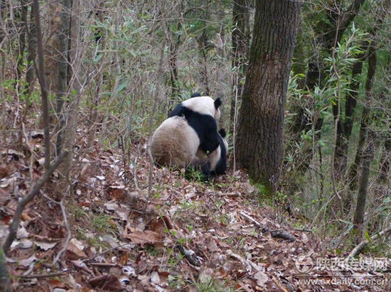 陕西佛坪自然保护区拍到大熊猫野外交配珍贵画面