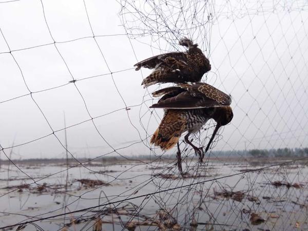 河北白洋淀发现数千米捕鸟网 死鸟难以数清(图)