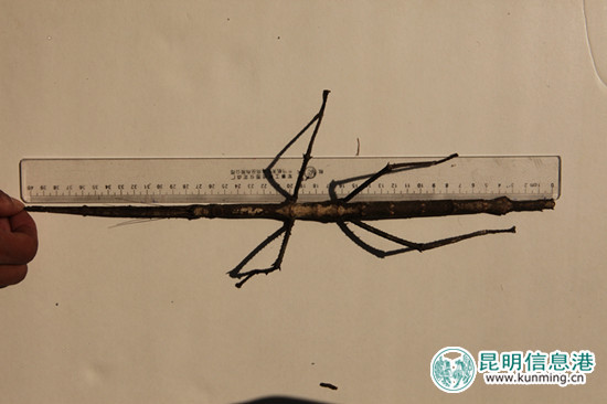 巨型竹节虫超40公分 陶平/摄