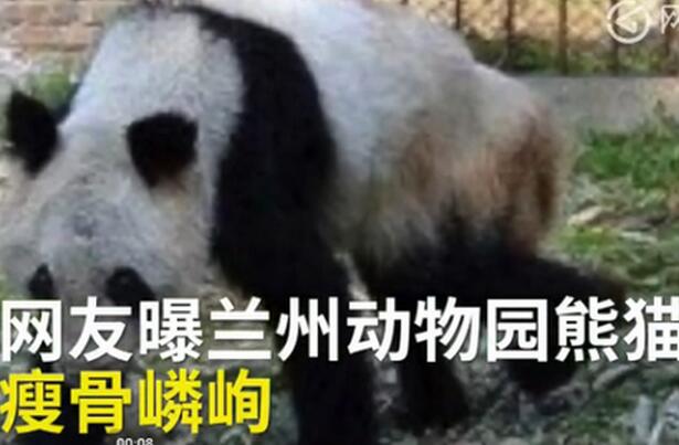 网曝熊猫瘦成皮包骨 大熊猫“蜀兰”瘦骨嶙峋口吐白沫兰州动物园引质疑