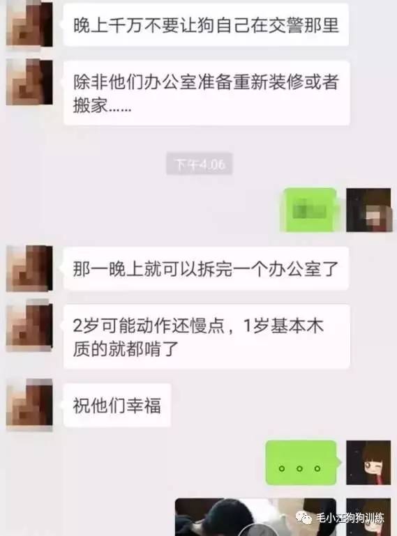 萨摩耶混吃混喝1个月 交警队寻主人:我们被吃穷了