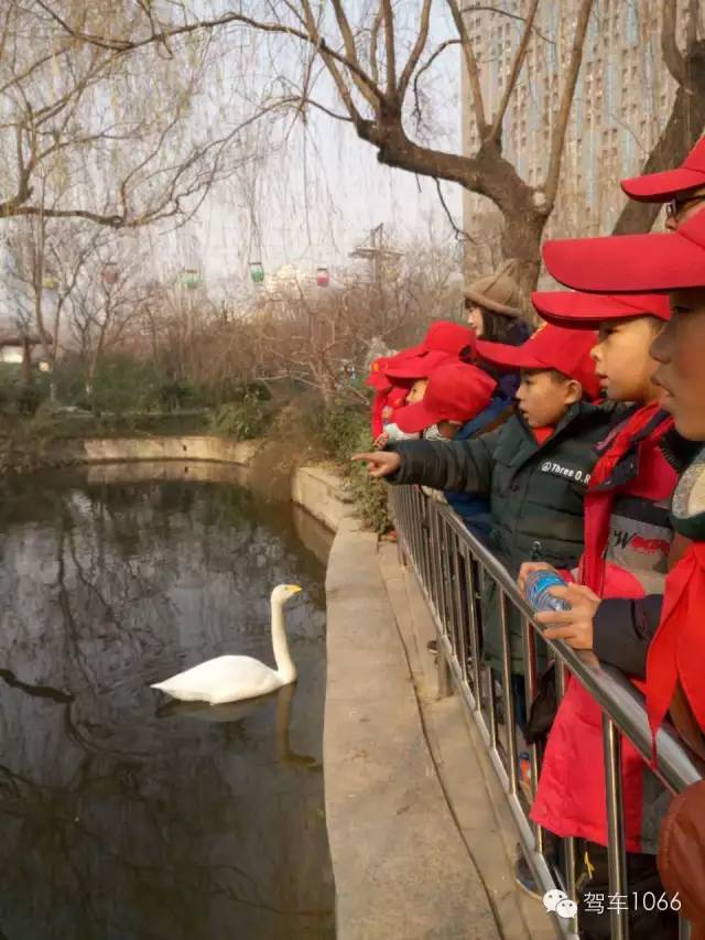 孩子们新奇的看着水中的鸳鸯，而一只白天鹅却好奇的看着他们。