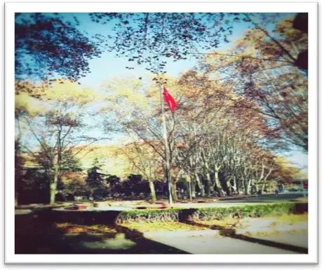 国旗在大树的簇拥下高高飘扬。