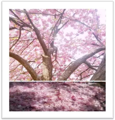 女寝楼边郑州最大最古老的樱花树，团团粉色开满枝头，状如伞盖。