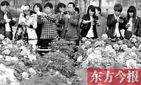 游客在洛阳隋唐城遗址植物园内的牡丹花圃前赏花拍照