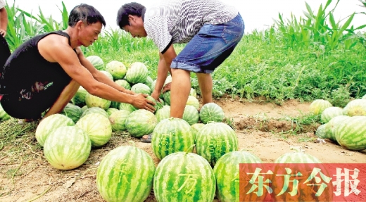 小晨晨的爷爷用钥匙在西瓜上刻上了“感谢东方今报”六个大字