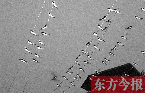济源市克井镇苗庄村一户农家的晾衣绳上，上百只燕子来做客