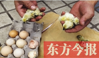 昨天上午，郑州市紫东苑小区一住户家的乌鸡蛋竟然孵出了小鸡