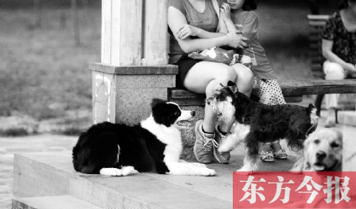 12月1日起郑州将严查违规犬 再次明确养犬四问题