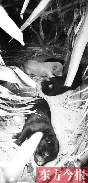 郑州市南阳新村家属院，一只流浪狗在剑麻丛中产下4只幼崽