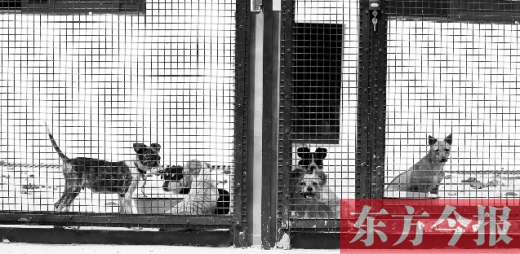 被主人遗弃的小狗暂时寄居在郑州市犬只收容中心内，如果没有人来认领，他们将被处以安乐死