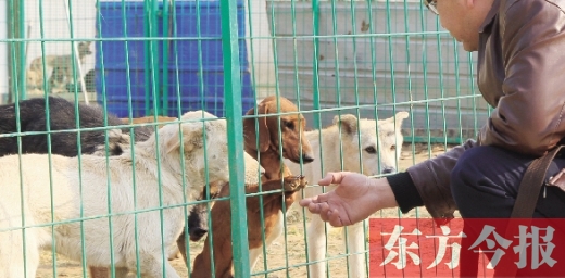 犬类收容站也有一些像腊肠这样的品种犬