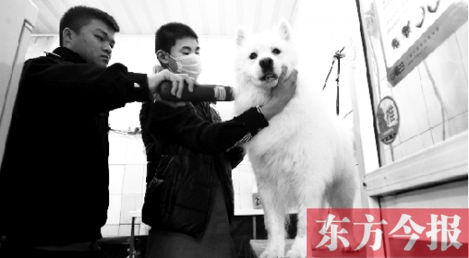 昨天，郑州城管首次进宠物店清查无证犬只
