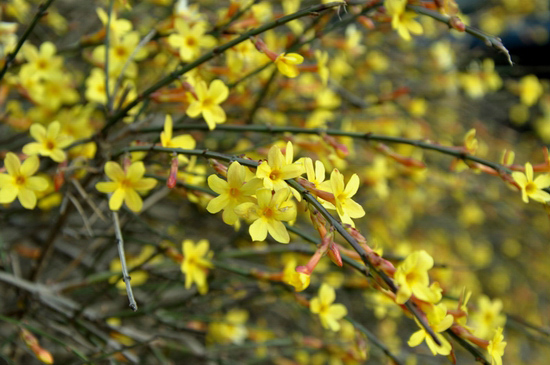 花都鄢陵:阳春三月 赏花正当时 花都鄢陵:阳春三月 赏花正当时