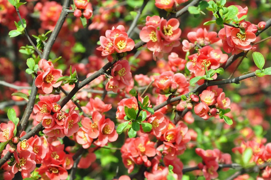 花都鄢陵：阳春三月 赏花正当时