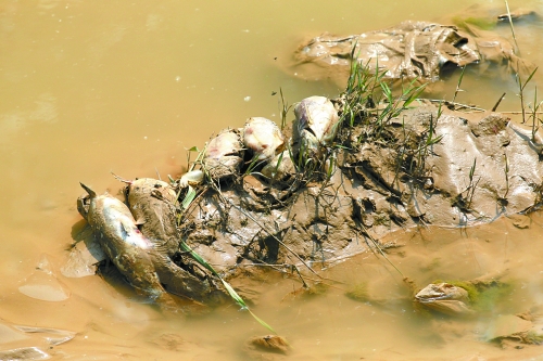 　黄河引水支渠漂流的死鱼